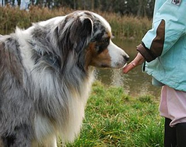 Comportement d'un enfant avec un chien